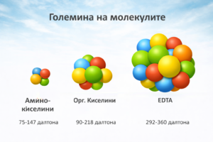 Големина на молекулите- аминокиселини, органични киселини и ЕДТА в далтони.